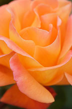 Rose 'apricot nectar' - Photo #4987