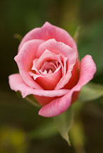 Rose, Identity Lost. - Photo #12387
