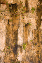 Vegetation growing out of the rock face at Weeping Rock. Zion NP, Utah. - Photo #19387