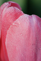 Tulip 'pink impression', Tulipa. - Photo #2988