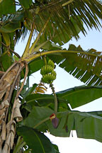 Banana tree on a farm in the Amazon. Peru. - Photo #8989