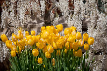 Brilliant yellow tulips at Filloli Gardens. - Photo #24589