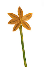 Flower book by Dorit Elisha. - Photo #2189