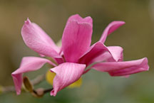 Magnolia x 'Vulcan'. - Photo #11889