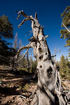 Twisted tree trunk. Bristlecone Loop Trail, Bryce Canyon NP, Utah. - Photo #19089