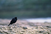 Brewer's blackbird, Euphagus cyanocephalus. Natural Bridges State Beach, California, USA. - Photo #909