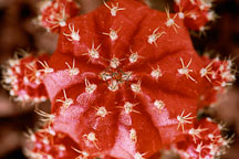 Moon cactus. Gymnocalycium mihanovichii grafted onto Hylocereus - Photo #109