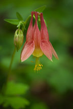 Red Columbine wildflower. Story County, Iowa. - Photo #32809