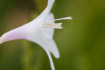 Watsonia pyramidata. - Photo #3309