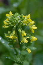 Broccoli raab, Brassica rapa. - Photo #2390