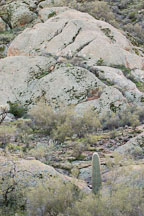 Cactus on the Apache trail. Arizona, USA. - Photo #5590