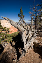 Bristlecone Loop Trail, Bryce Canyon NP, Utah. - Photo #19090