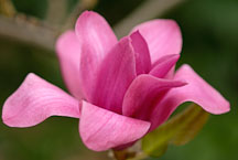 Magnolia x 'Vulcan'. - Photo #11890
