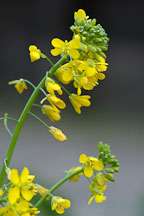 Broccoli raab, Brassica rapa. - Photo #2391