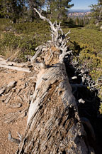 Fallen tree on the Bristlecone Loop Trail, Bryce Canyon NP, Utah. - Photo #19091
