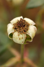 Rose, Sunnyside Up - Photo #4991