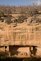 Fire Temple with barren trees from a forest fire. Mesa Verde NP, Colorado. - Photo #18692