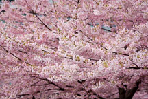 Cherry Blossoms. Vancouver, Canada. - Photo #19593