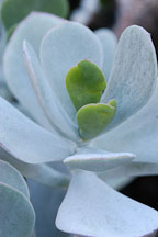 Succulent at Stanford Cactus Garden. - Photo #5193