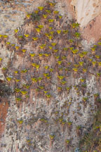 Bromeliads hanging on cliff wall above the Urubamba river. Peru. - Photo #9594