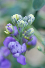 Larkspur. - Photo #11994