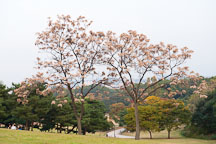 Seoul's Olympic Park is lush with trees and greenery, attracting many visitors throughout the year. - Photo #21694