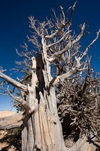 Ancient Bristlecone pine. Bristlecone Loop Trail, Bryce Canyon NP, Utah. - Photo #19096