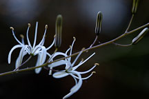 Wavy leaved soap plant, Chlorogalum pomeridianum. Foothills park, Palo Alto, California - Photo #1396