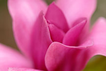 Magnolia x 'Vulcan'. - Photo #11896