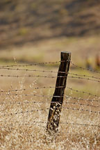 Fence post and barbed wire. Mission Peak, Fremont, California, USA. - Photo #6296