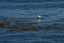 Great egret, Casmerodius albus. Monterey, California, USA. - Photo #5096