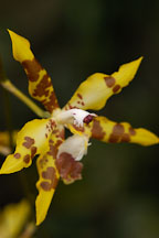 Orchid. Orchidaceae. - Photo #3496