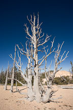 Pictures of Bristlecone Pines