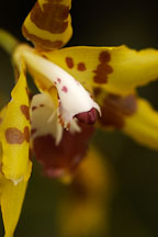 Orchid. Orchidaceae. - Photo #3497