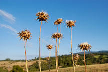 Thistles. Arastradero preserve, California, USA. - Photo #7797