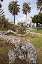 Twisted and fallen tree. Palisades Park. Santa Monica, California, USA. - Photo #6997