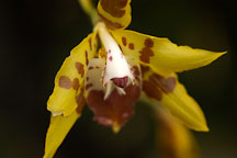 Orchid. Orchidaceae. - Photo #3498