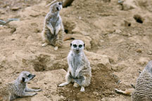 Slender-tailed meerkat. Suricata suricatta. San Francisco Zoo, California. - Photo #198