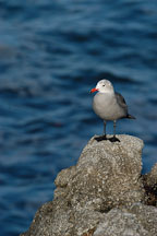 Heermann's gull perched on a rock. Monterey, California, USA. - Photo #5099