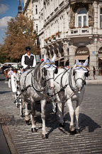 Horses and carriage. Prague, Czech Republic. - Photo #30199