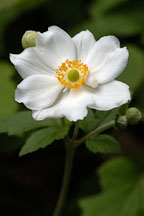 Pictures of Japanese Windflower