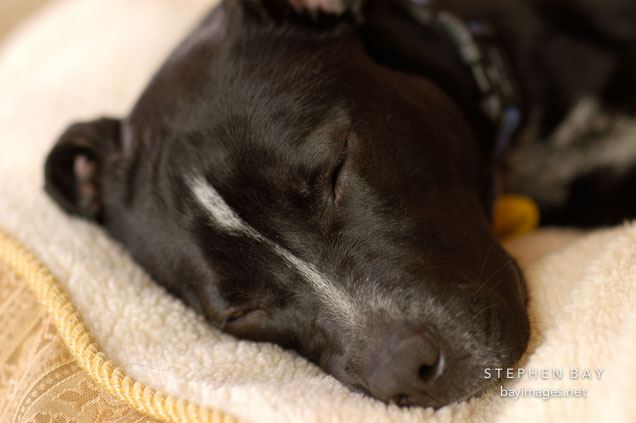 Chiqui sleeps on her bed. She is a mixed dog with Labrador retriever and American Pit Bull Terrier ancestry.