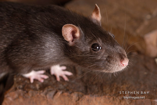 Brown self rat.