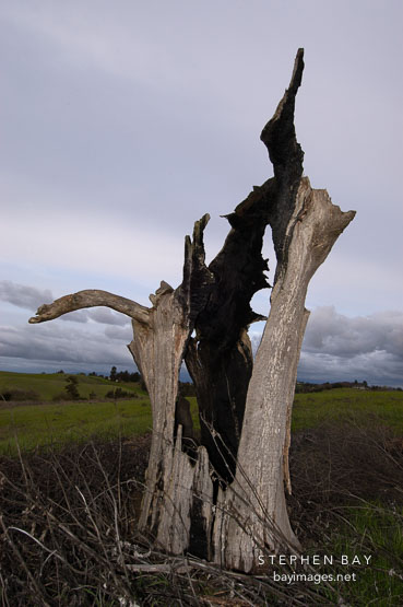 Dead tree at Arastradero Preserve. Palo Alto, California, USA.