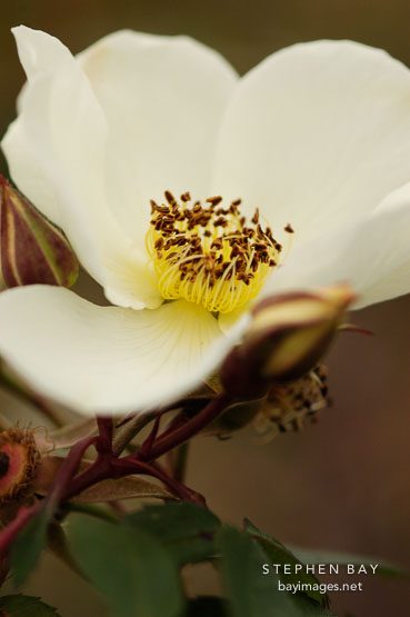 Rose, Fruhlingsanfang W. Kordes' Sohne. Hybrid spinosissima.