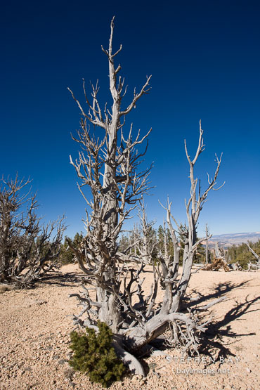 Weathered Bristlecone pine with new growth. Bryce Canyon NP, Utah.