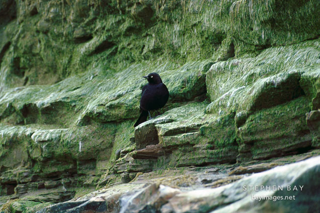 Brewer's blackbird in front of algae covered rocks. Natural Bridges State Beach, California, USA.