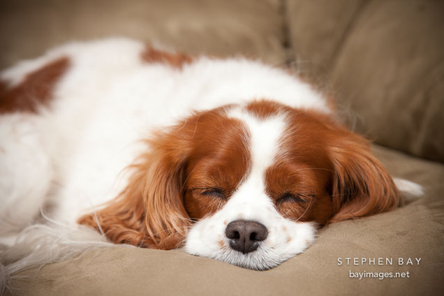 Cavalier King Charles Spaniel.