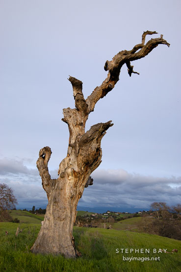 Dead tree at Arastradero Preserve. Palo Alto, California, USA.