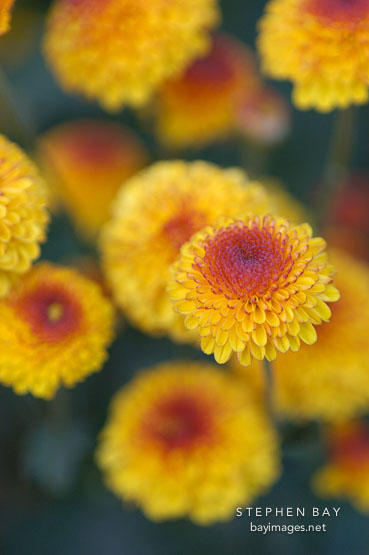 Kelvin Tattoo Yellow (pompon). Chrysanthemum (Dendranthema).